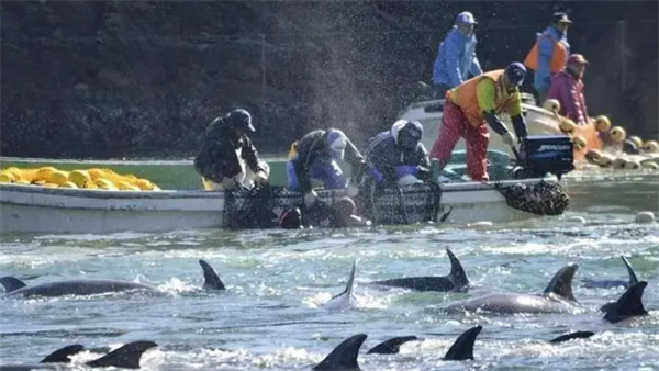 日本海豚连续袭击人类已有至少10人受伤究竟是为什么