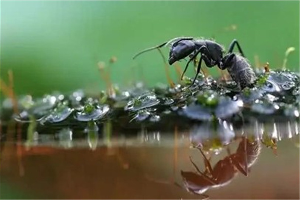 一盆水对蚂蚁泼过去对蚂蚁来说是不是世界末日为什么