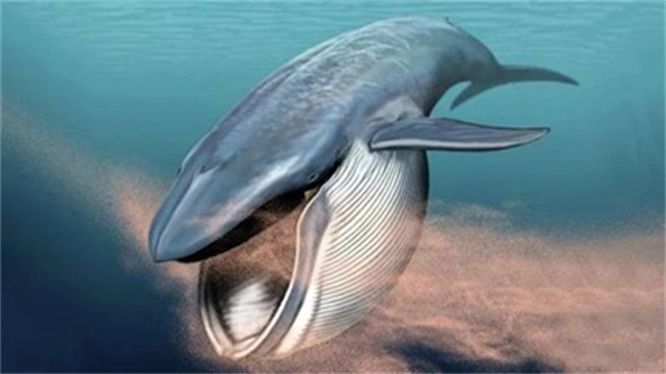 蓝鲸一口究竟能吞下多少吨水 为什么