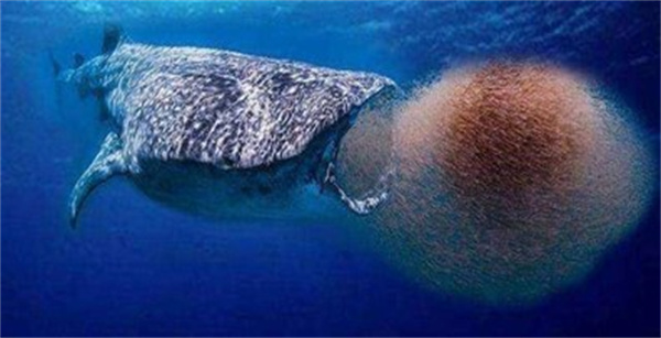 蓝鲸一口究竟能吞下多少吨水 为什么