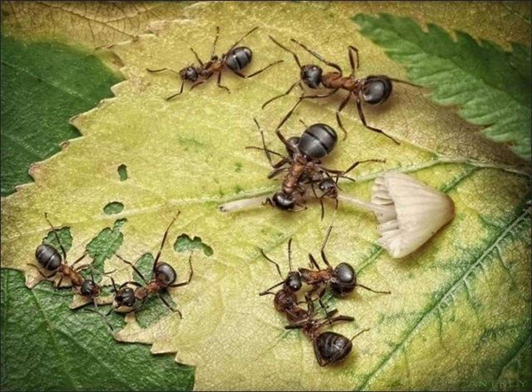 “蚂蚁可能是下一个高级文明”是真的吗？为什么？