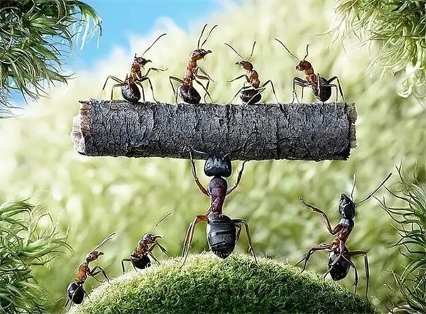 “蚂蚁可能是下一个高级文明”是真的吗？为什么？
