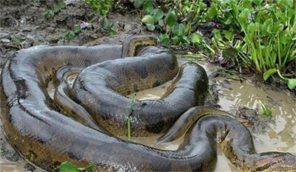 两条雄性大蟒蛇互相缠斗  结果会是怎么样 为什么