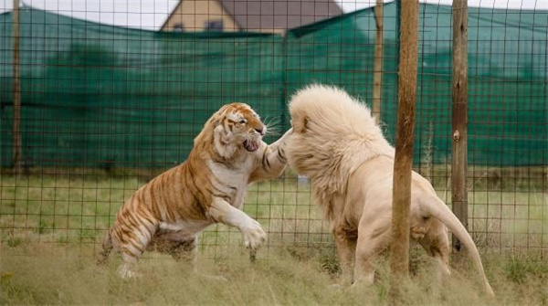 狮虎兽或虎狮兽能打过成年老虎吗  为什么
