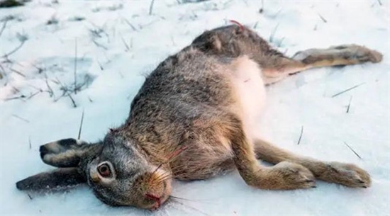 在野外遇到冻死的野兔能不能捡  为什么