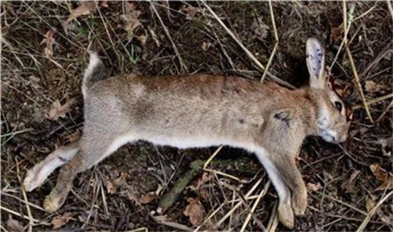 在野外遇到冻死的野兔能不能捡  为什么
