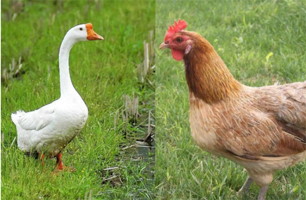 家禽的杂交 鸭和鹅鸡和鸭能不能杂交产下后代 为什么