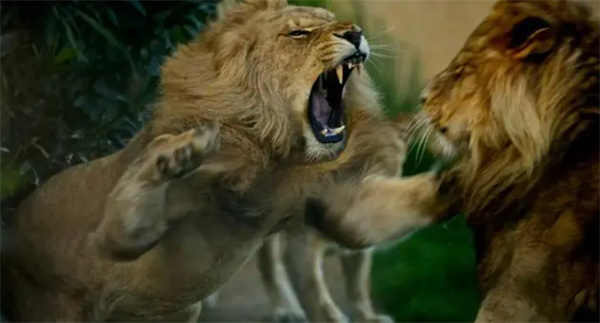 理论上说 人拿着刀能不能打过一头狮子为什么