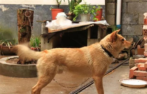 中华田园犬为什么比其他狗更喜欢“拉帮结派”