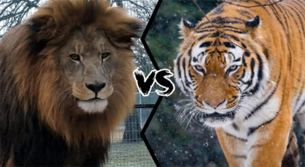 狮子和老虎年迈之后的命运截然不同是真的吗为什么