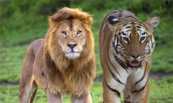 狮子和老虎年迈之后的命运截然不同是真的吗为什么