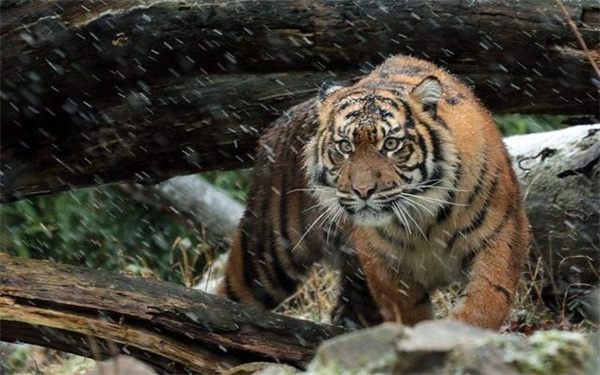 常在潮湿山林中穿行的老虎真的不容易患风湿病吗为什么