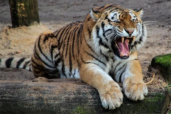 常在潮湿山林中穿行的老虎真的不容易患风湿病吗为什么