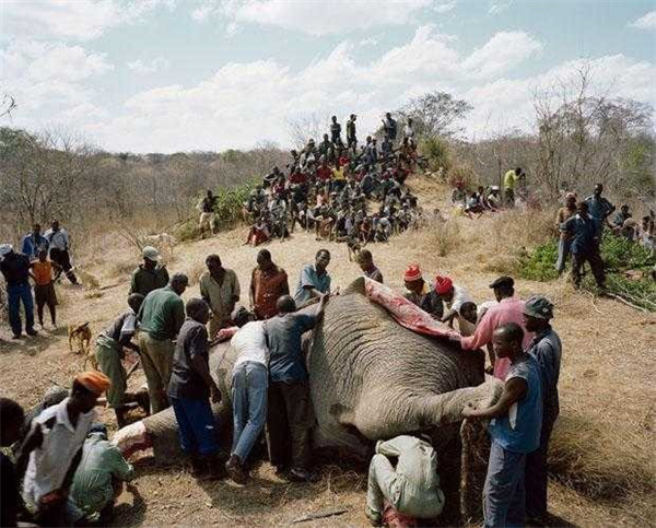 大象肉好吃吗 非洲人到底吃不吃大象为什么