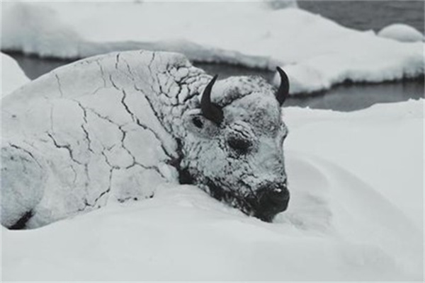 为什么有些动物冻在冰层里还能“复活”人为什么不行