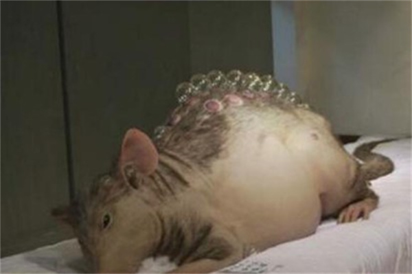 传言吃掉10人的切尔诺贝利巨鼠 真的存在吗 为什么