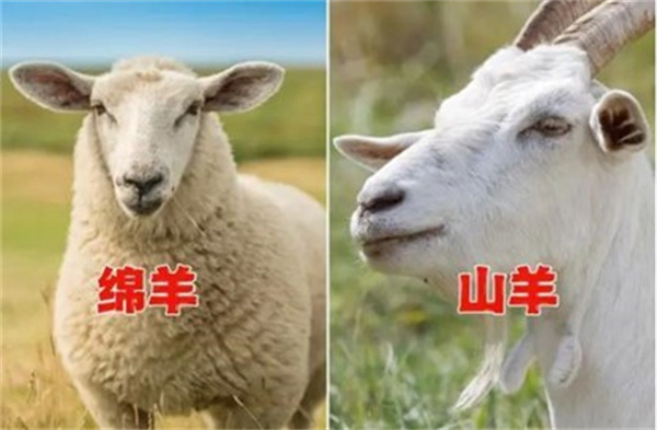 从科学的角度讲 山羊和绵羊肉哪个更好吃 为什么