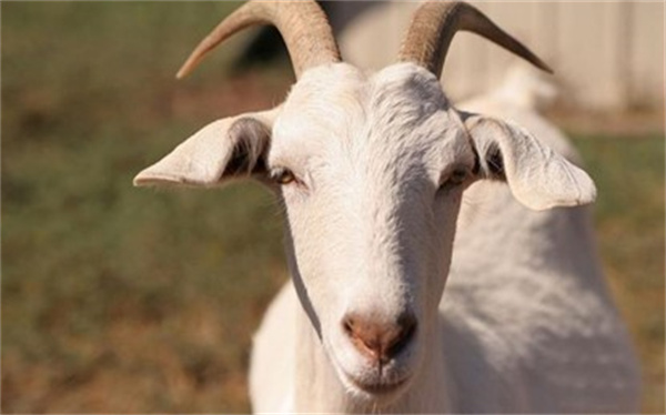 从科学的角度讲 山羊和绵羊肉哪个更好吃 为什么