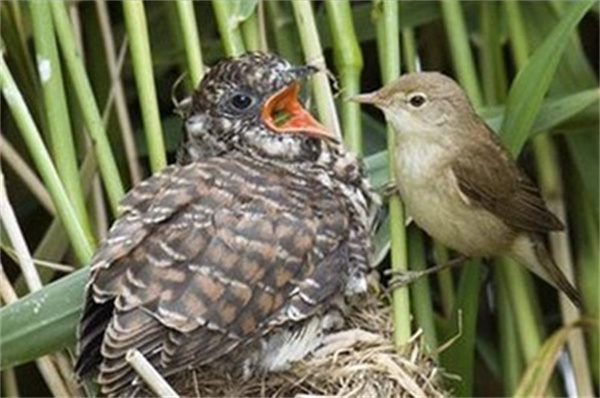 为什么有些鸟甘愿给布谷鸟养孩子 布谷鸟会认它们当父母吗