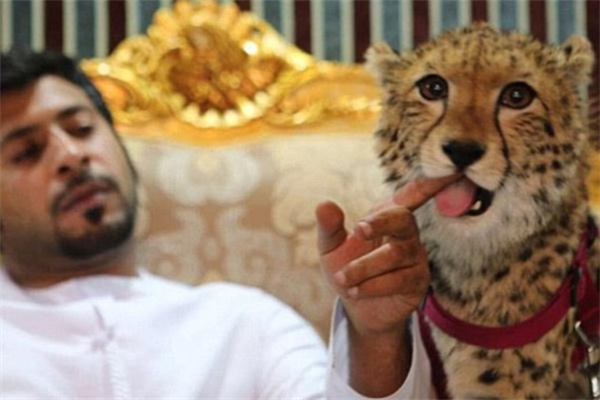 中东地区的土豪为什么喜欢养狮子老虎当宠物 它们不会攻击人吗