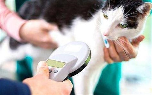 猫咪正常体温是多少