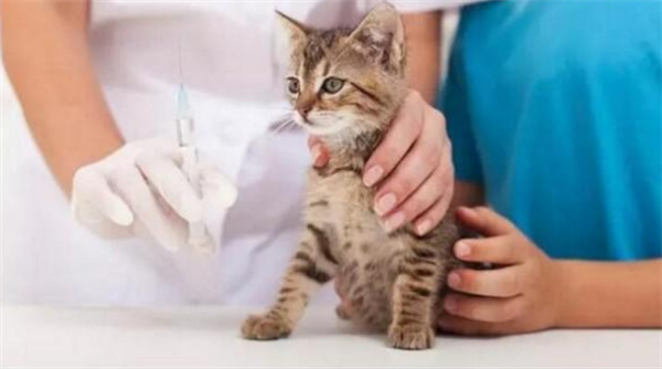 猫瘟怎么传染 猫瘟传染途径