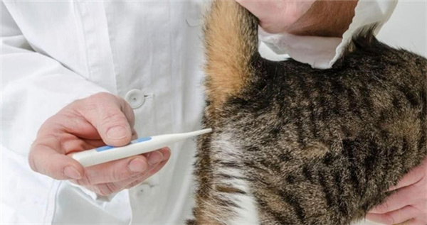 猫咪体温怎么测量