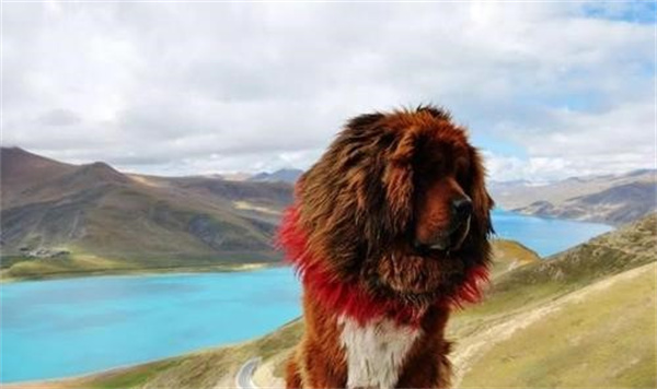 高原地区的藏獒真的打不过平原地区的田园犬吗