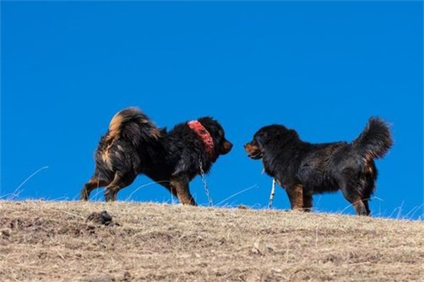 高原地区的藏獒真的打不过平原地区的田园犬吗