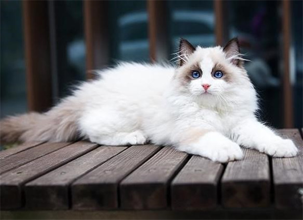 布偶猫遗传病有哪些