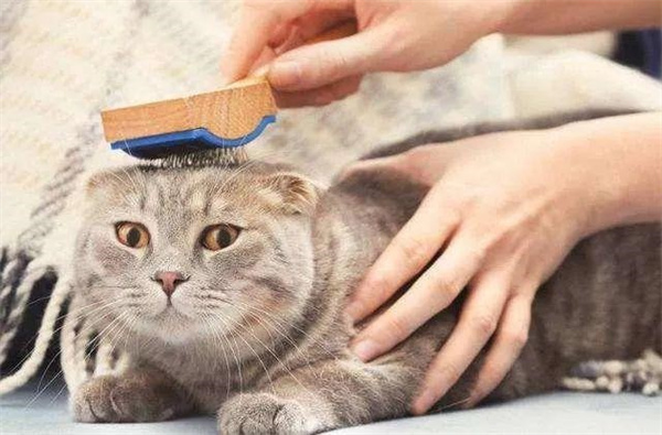猫不吃化毛膏怎么办