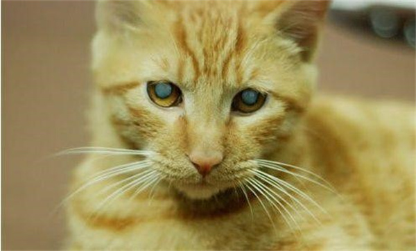 猫咪白内障的原因和治疗方法