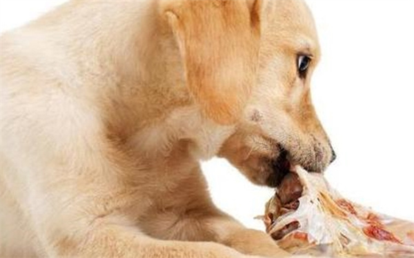 狗究竟是爱吃骨头还是肉为什么