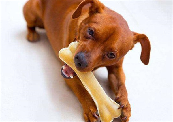 狗究竟是爱吃骨头还是肉为什么
