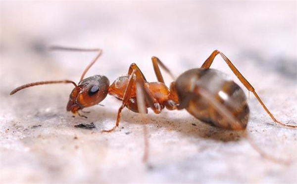 蚂蚁有没有五脏六腑为什么