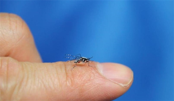 拍死了一只蚊子为什么血是蓝色的血液对于蚊子的功能