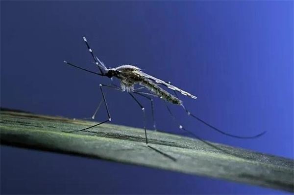 拍死了一只蚊子为什么血是蓝色的血液对于蚊子的功能