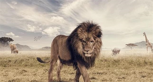 狮子起源传说