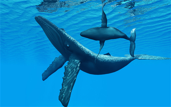 深海中可能存在比蓝鲸还要大的巨型生物吗