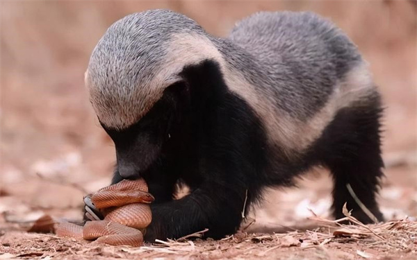 “平头哥”蜜獾有害怕的动物吗