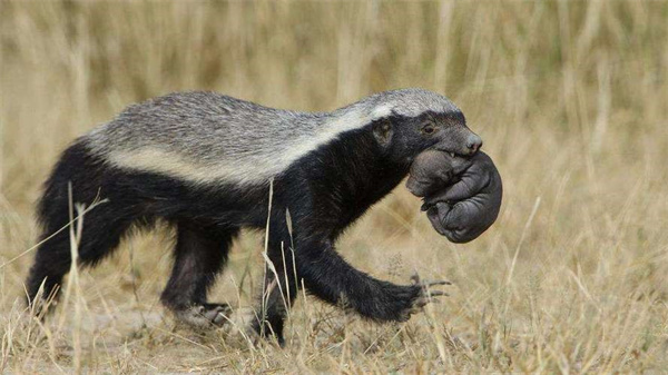 “平头哥”蜜獾有害怕的动物吗