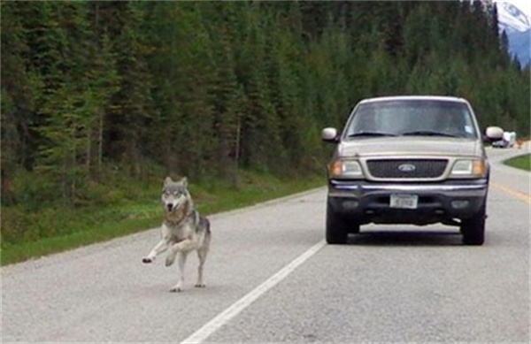 野外遇到狼群 躲在车里真的安全吗