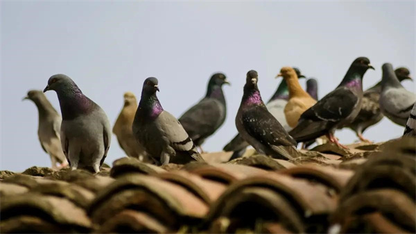 几百只家鸽放生能否变成野鸽