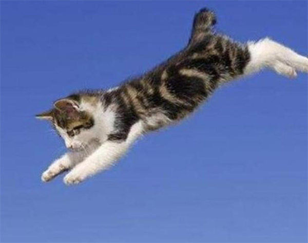 猫从高处摔下真的不会摔死吗
