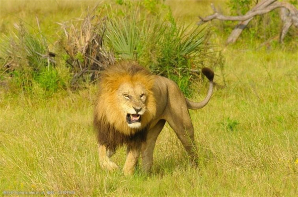 为什么野生动物摄影师拍摄狮子等猛兽时 它们很少攻击人
