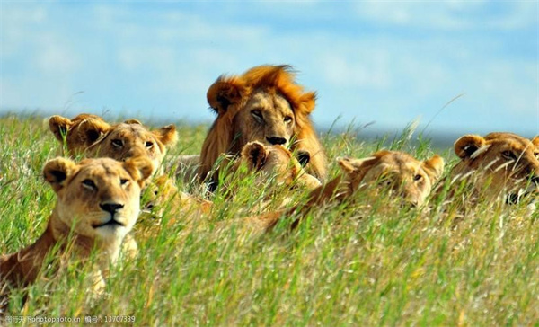 为什么野生动物摄影师拍摄狮子等猛兽时 它们很少攻击人