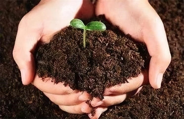 将尿液长期浇在土里 会变成适合植物生长的营养土吗