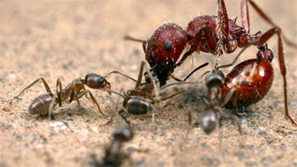 蚂蚁的生命谁都可以剥夺吗