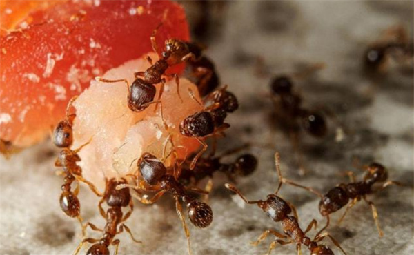 蚂蚁的生命谁都可以剥夺吗