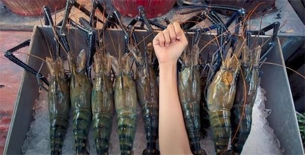 在亚洲需要大规模养殖的虎虾 为什么在美国却泛滥成灾